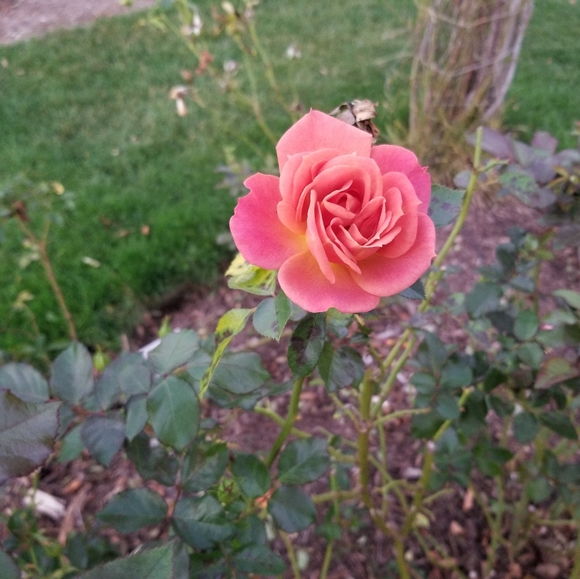 Meet The Posher - Picture 5 of 5